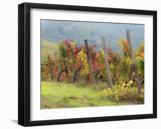 Europe, Italy, Tuscany. Vineyard in the Chianti Region of Tuscany-Julie Eggers-Framed Premium Photographic Print