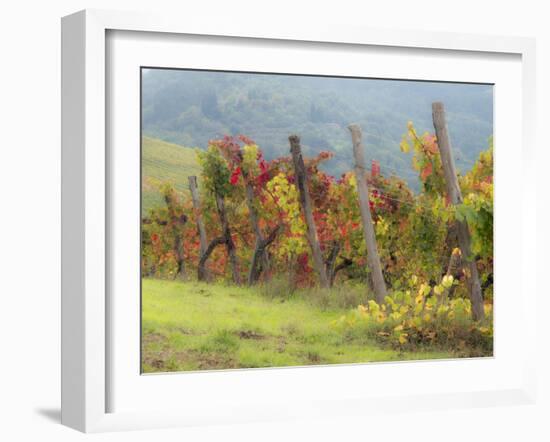 Europe, Italy, Tuscany. Vineyard in the Chianti Region of Tuscany-Julie Eggers-Framed Premium Photographic Print