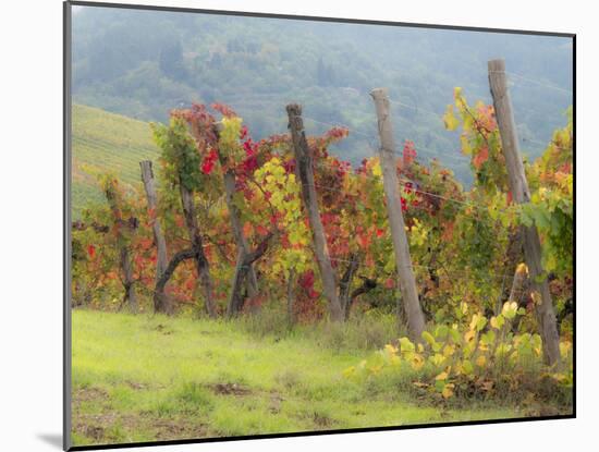 Europe, Italy, Tuscany. Vineyard in the Chianti Region of Tuscany-Julie Eggers-Mounted Premium Photographic Print