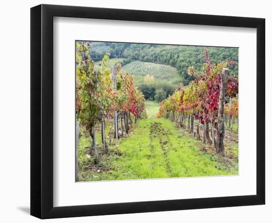 Europe, Italy, Tuscany. Vineyard in the Chianti Region of Tuscany-Julie Eggers-Framed Photographic Print