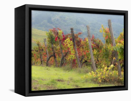 Europe, Italy, Tuscany. Vineyard in the Chianti Region of Tuscany-Julie Eggers-Framed Stretched Canvas