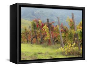 Europe, Italy, Tuscany. Vineyard in the Chianti Region of Tuscany-Julie Eggers-Framed Stretched Canvas