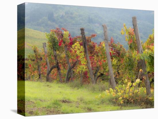 Europe, Italy, Tuscany. Vineyard in the Chianti Region of Tuscany-Julie Eggers-Stretched Canvas