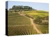 Europe, Italy, Tuscany. Vineyard in the Chianti Region of Tuscany-Julie Eggers-Stretched Canvas