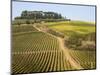 Europe, Italy, Tuscany. Vineyard in the Chianti Region of Tuscany-Julie Eggers-Mounted Photographic Print