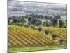 Europe, Italy, Tuscany. Vineyards and Olive Trees in Autumn-Julie Eggers-Mounted Photographic Print