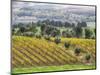 Europe, Italy, Tuscany. Vineyards and Olive Trees in Autumn-Julie Eggers-Mounted Photographic Print