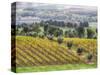 Europe, Italy, Tuscany. Vineyards and Olive Trees in Autumn-Julie Eggers-Stretched Canvas