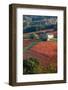 Europe,Italy,Umbria,Perugia district. Vineyards of Montefalco-ClickAlps-Framed Photographic Print