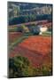 Europe,Italy,Umbria,Perugia district. Vineyards of Montefalco-ClickAlps-Mounted Photographic Print