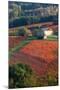 Europe,Italy,Umbria,Perugia district. Vineyards of Montefalco-ClickAlps-Mounted Photographic Print