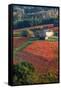 Europe,Italy,Umbria,Perugia district. Vineyards of Montefalco-ClickAlps-Framed Stretched Canvas