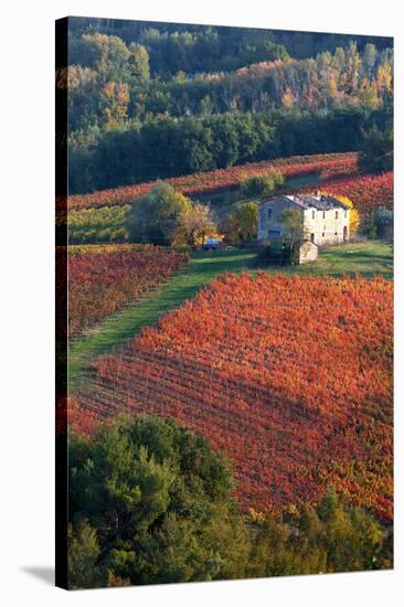 Europe,Italy,Umbria,Perugia district. Vineyards of Montefalco-ClickAlps-Stretched Canvas