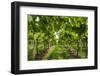 Europe, Italy, Veneto. Vineyard near Soave-Catherina Unger-Framed Photographic Print