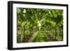 Europe, Italy, Veneto. Vineyard near Soave-Catherina Unger-Framed Photographic Print