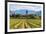 Europe, Italy, vineyards in Franciacorta, province of Brescia.-ClickAlps-Framed Photographic Print