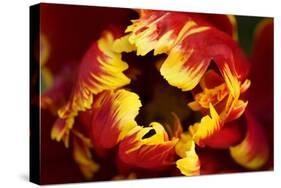 Europe, Netherlands, Lisse. Parrot Tulip Close Up-Jaynes Gallery-Stretched Canvas