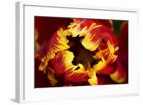 Europe, Netherlands, Lisse. Parrot Tulip Close Up-Jaynes Gallery-Framed Photographic Print