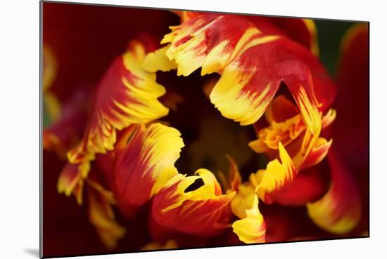 Europe, Netherlands, Lisse. Parrot Tulip Close Up-Jaynes Gallery-Mounted Photographic Print