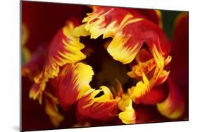 Europe, Netherlands, Lisse. Parrot Tulip Close Up-Jaynes Gallery-Mounted Photographic Print