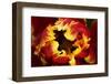 Europe, Netherlands, Lisse. Parrot Tulip Close Up-Jaynes Gallery-Framed Photographic Print