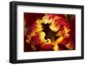 Europe, Netherlands, Lisse. Parrot Tulip Close Up-Jaynes Gallery-Framed Photographic Print