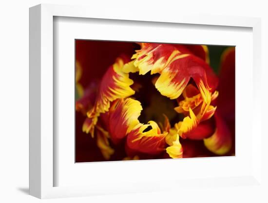 Europe, Netherlands, Lisse. Parrot Tulip Close Up-Jaynes Gallery-Framed Photographic Print