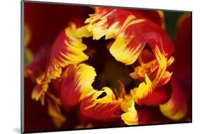 Europe, Netherlands, Lisse. Parrot Tulip Close Up-Jaynes Gallery-Mounted Photographic Print