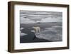 Europe, Norway, Svalbard. Curious Polar Bear Cub Looks at Tourists-Jaynes Gallery-Framed Photographic Print