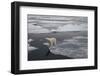 Europe, Norway, Svalbard. Curious Polar Bear Cub Looks at Tourists-Jaynes Gallery-Framed Photographic Print