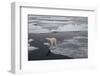 Europe, Norway, Svalbard. Curious Polar Bear Cub Looks at Tourists-Jaynes Gallery-Framed Photographic Print