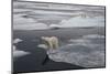Europe, Norway, Svalbard. Curious Polar Bear Cub Looks at Tourists-Jaynes Gallery-Mounted Photographic Print