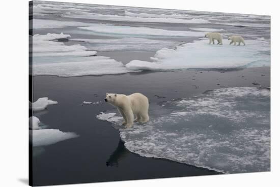 Europe, Norway, Svalbard. Curious Polar Bear Cub Looks at Tourists-Jaynes Gallery-Stretched Canvas