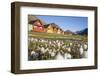 Europe, Norway, Svalbard, Longyearbyen. Colorful Houses and Cottongrass Field-Jaynes Gallery-Framed Photographic Print
