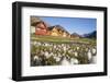 Europe, Norway, Svalbard, Longyearbyen. Colorful Houses and Cottongrass Field-Jaynes Gallery-Framed Photographic Print