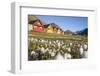 Europe, Norway, Svalbard, Longyearbyen. Colorful Houses and Cottongrass Field-Jaynes Gallery-Framed Photographic Print