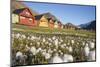 Europe, Norway, Svalbard, Longyearbyen. Colorful Houses and Cottongrass Field-Jaynes Gallery-Mounted Photographic Print