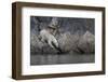 Europe, Norway, Svalbard. Polar Bear Moves Toward Water-Jaynes Gallery-Framed Photographic Print