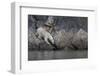 Europe, Norway, Svalbard. Polar Bear Moves Toward Water-Jaynes Gallery-Framed Photographic Print