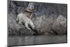 Europe, Norway, Svalbard. Polar Bear Moves Toward Water-Jaynes Gallery-Mounted Photographic Print