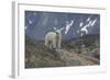 Europe, Norway, Svalbard. Polar Bear Walks across a Rocky Terrain-Jaynes Gallery-Framed Photographic Print