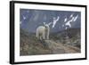 Europe, Norway, Svalbard. Polar Bear Walks across a Rocky Terrain-Jaynes Gallery-Framed Photographic Print