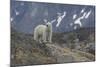 Europe, Norway, Svalbard. Polar Bear Walks across a Rocky Terrain-Jaynes Gallery-Mounted Photographic Print