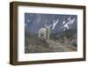 Europe, Norway, Svalbard. Polar Bear Walks across a Rocky Terrain-Jaynes Gallery-Framed Photographic Print