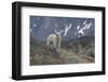 Europe, Norway, Svalbard. Polar Bear Walks across a Rocky Terrain-Jaynes Gallery-Framed Photographic Print