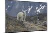 Europe, Norway, Svalbard. Polar Bear Walks across a Rocky Terrain-Jaynes Gallery-Mounted Photographic Print