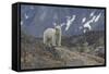 Europe, Norway, Svalbard. Polar Bear Walks across a Rocky Terrain-Jaynes Gallery-Framed Stretched Canvas