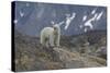 Europe, Norway, Svalbard. Polar Bear Walks across a Rocky Terrain-Jaynes Gallery-Stretched Canvas