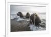 Europe, Norway, Svalbard. Walruses Emerge from the Sea-Jaynes Gallery-Framed Photographic Print