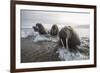 Europe, Norway, Svalbard. Walruses Emerge from the Sea-Jaynes Gallery-Framed Photographic Print